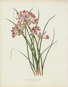 Allium Acuminatum